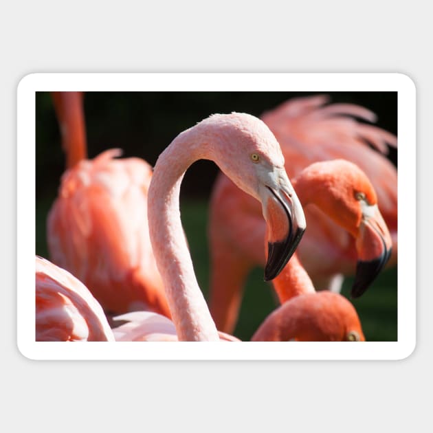 Flamingo III Sticker by Jacquelie